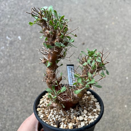 オトンナユーフォルビオイデス | STORES