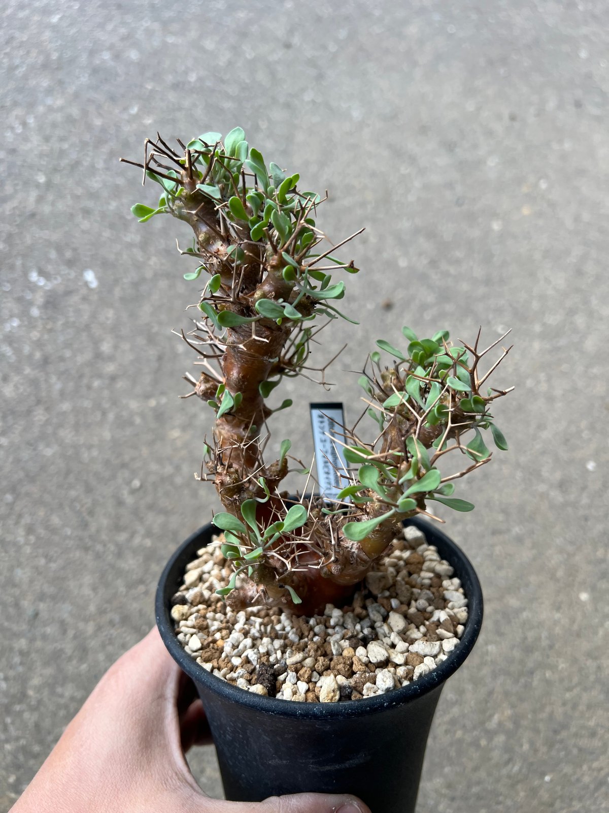 オトンナユーフォルビオイデス DIP鉢 オトンナユーフォルビオイデス DIP鉢 オトンナユーフォルビオイデス