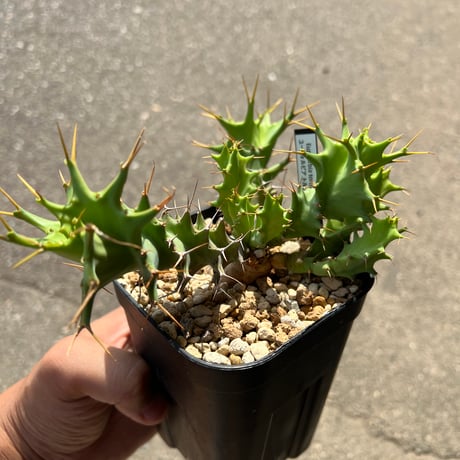 CATEGORY ユーフォルビア | STELLA.PLANTS