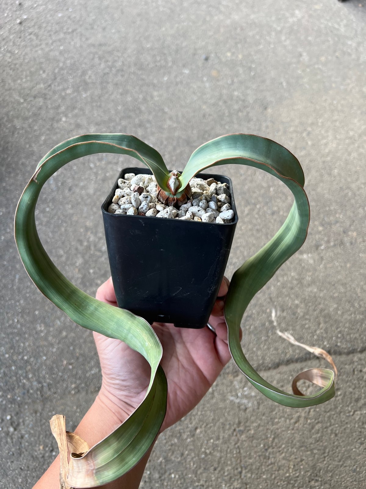 ※papa-fin様確認用 ウェルウィッチアミラビリス 奇想天外　【鉢ごと発送】 楽天市場】多肉植物：ウェルウィッチア ミラビリス 奇想天外*幅