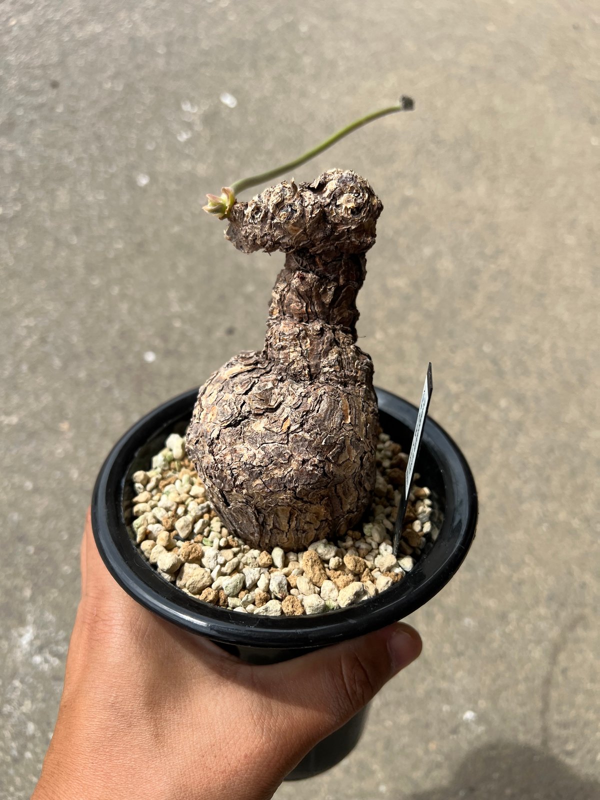 最終価格　ペラゴニウム　トリステ　鉢付き　手渡し可能 fit=scale-down,w=1200