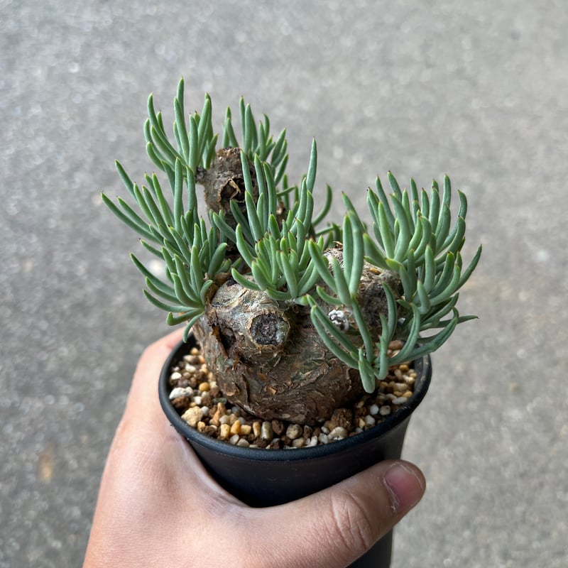 チレコドン ペアルソニー8 | STELLA.PLANTS