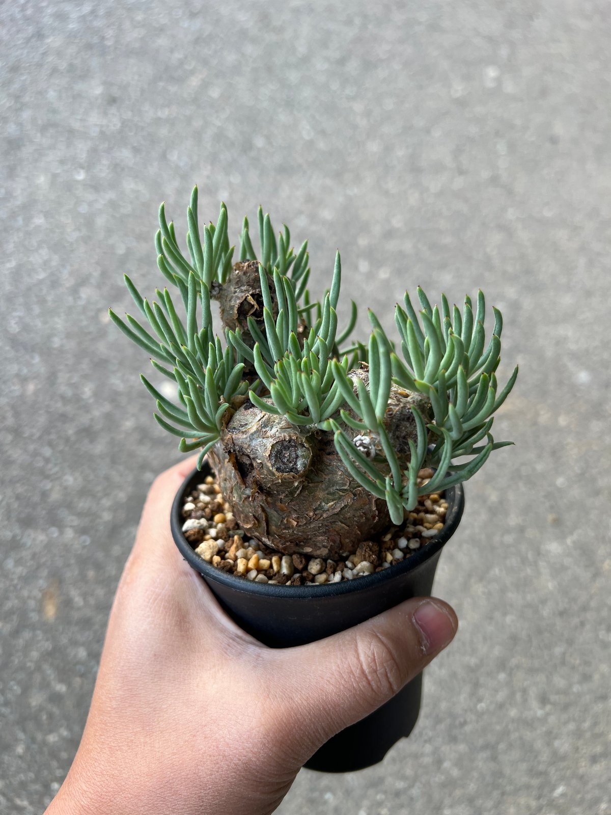 画像8枚目　更新しました。　チレコドン　ペアルソニー　発根済　現地球 チレコドン ペアルソニー8 | STELLA.PLANTS