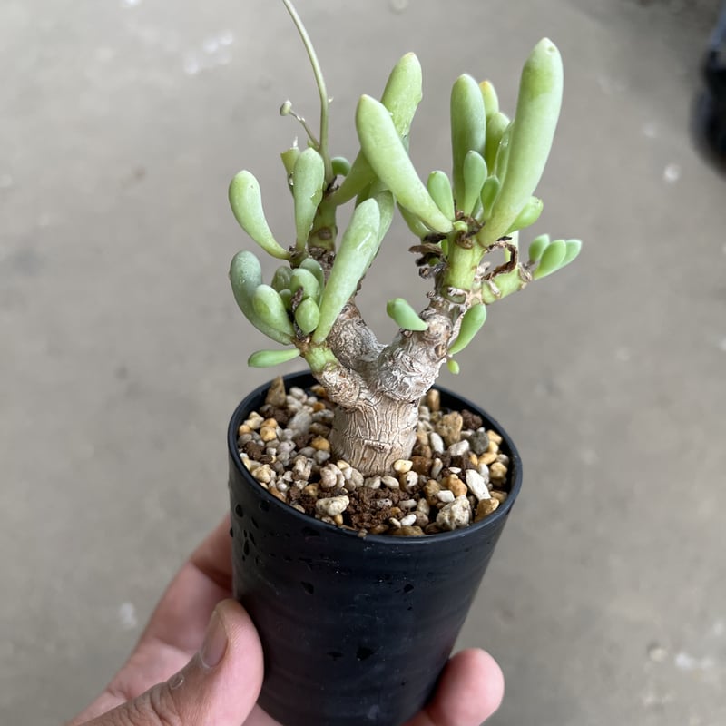 オトンナ クラビフォリア | STELLA.PLANTS オトンナ クラビフォリア | STELLA.PLANTS