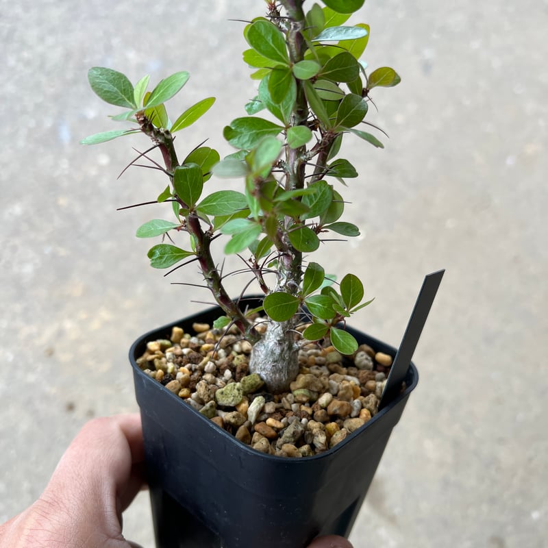 フォークイエリア ファシクラータ | STELLA.PLANTS