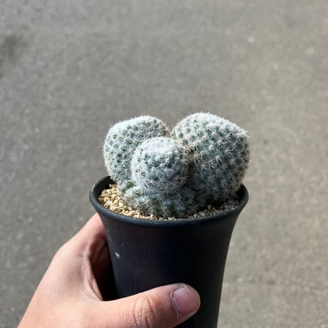 CATEGORY サボテン | STELLA.PLANTS