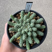 ユーフォルビア ギムノカリキオイデス1 | STELLA.PLANTS