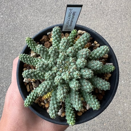 CATEGORY ユーフォルビア | STELLA.PLANTS