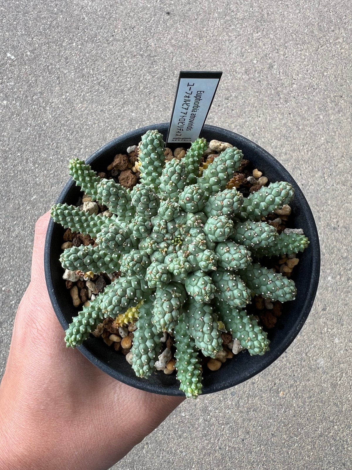 ユーフォルビア アトロビリディス1 | STELLA.PLANTS