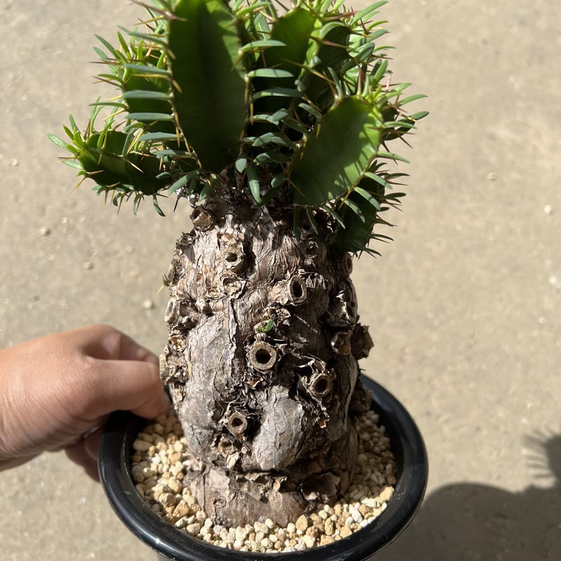 ユーフォルビア ムランジーナ | STELLA.PLANTS ユーフォルビア ムランジーナ | STELLA.PLANTS