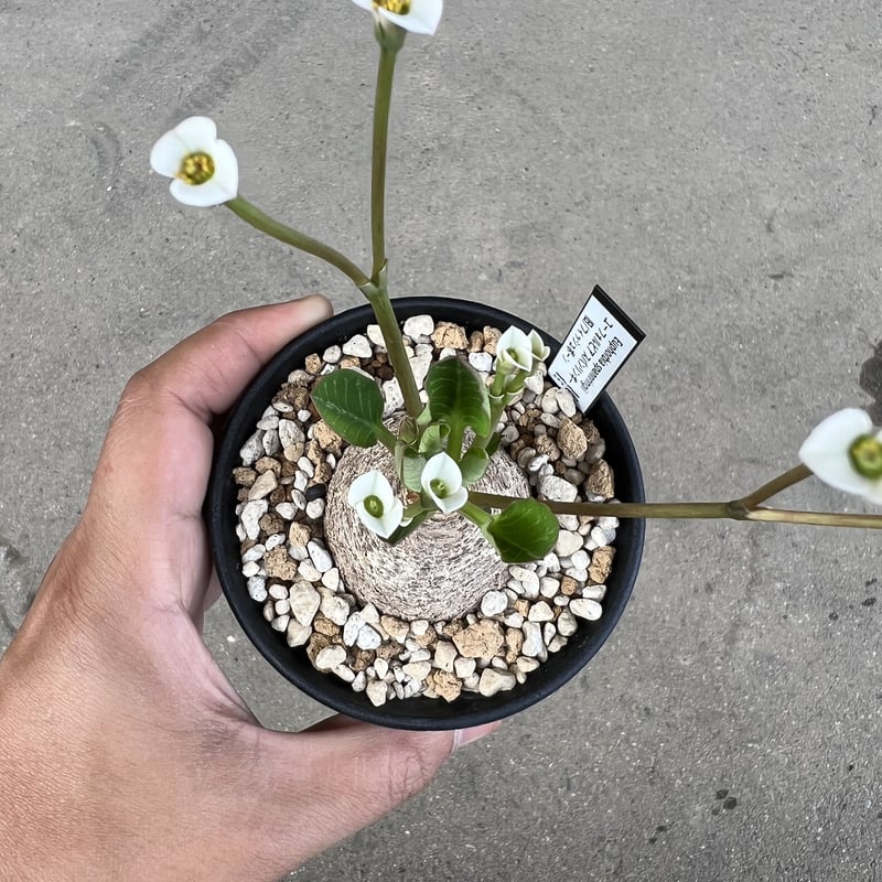 ユーフォルビアフィッシュボーンフィッシュスケール