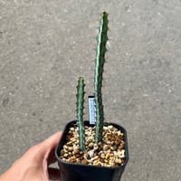 ペラルゴニウム　クリズミフォリウム　山伏天狗 isla del pescado - Pelargonium crithmifolium-山伏天狗