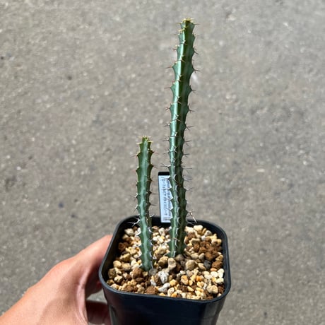 CATEGORY ユーフォルビア | STELLA.PLANTS