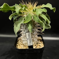 ブーファン ハエマンソイデス | STELLA.PLANTS ブーファン ハエマンソイデス | STELLA.PLANTS