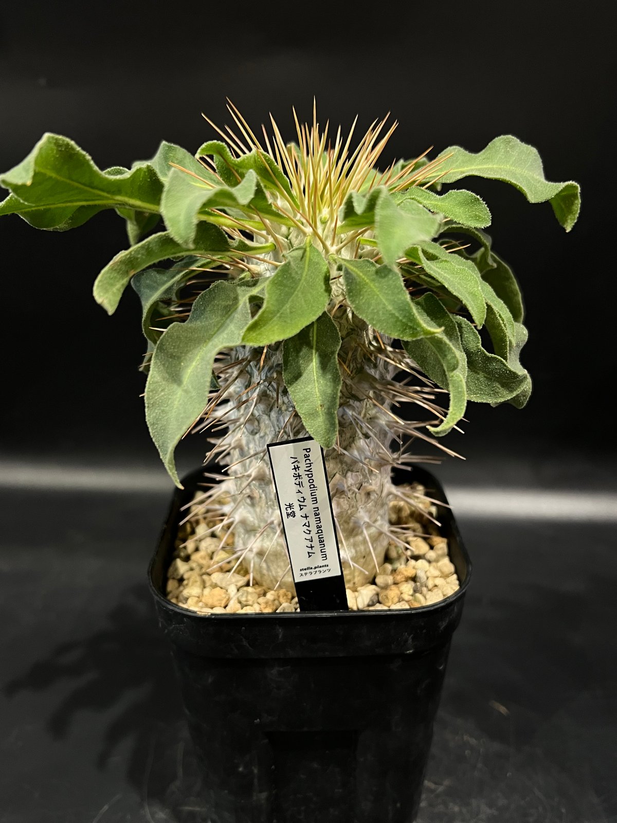 EMP パキポディウム ナマクアナム 光堂 実生