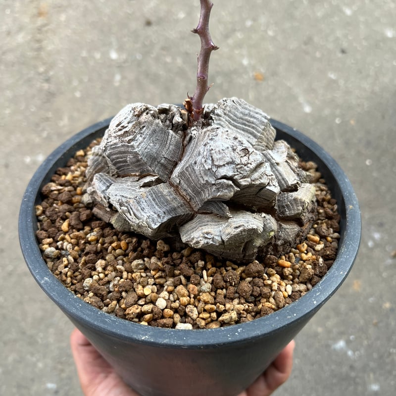 1000粒 亀甲竜種子 Dioscorea elephantipes 1000粒 亀甲竜種子 Dioscorea elephantipes