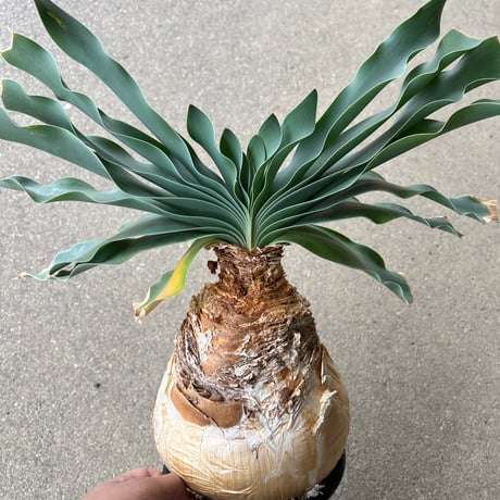 ハエマンソイデス | STORES