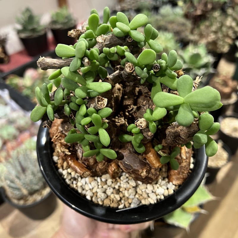 ケラリア ピグマエア 大株 | STELLA.PLANTS ケラリア ピグマエア 大株 | STELLA.PLANTS