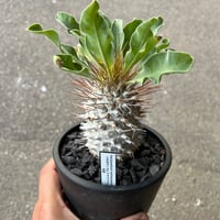 ユーフォルビア シミリラメア | STELLA.PLANTS