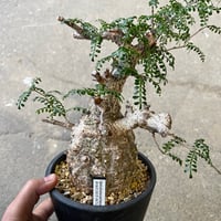 ケラリア ピグマエア 大株 | STELLA.PLANTS ケラリア ピグマエア 大株 | STELLA.PLANTS