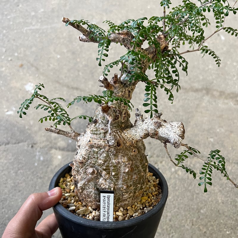 ココスヤシ　双子株立シルバーリーフ 【配送・植え込み対応OK！引き取りも大歓迎】 ココスヤシ 双子株立シルバーリーフ 【配送・植え込み対応OK