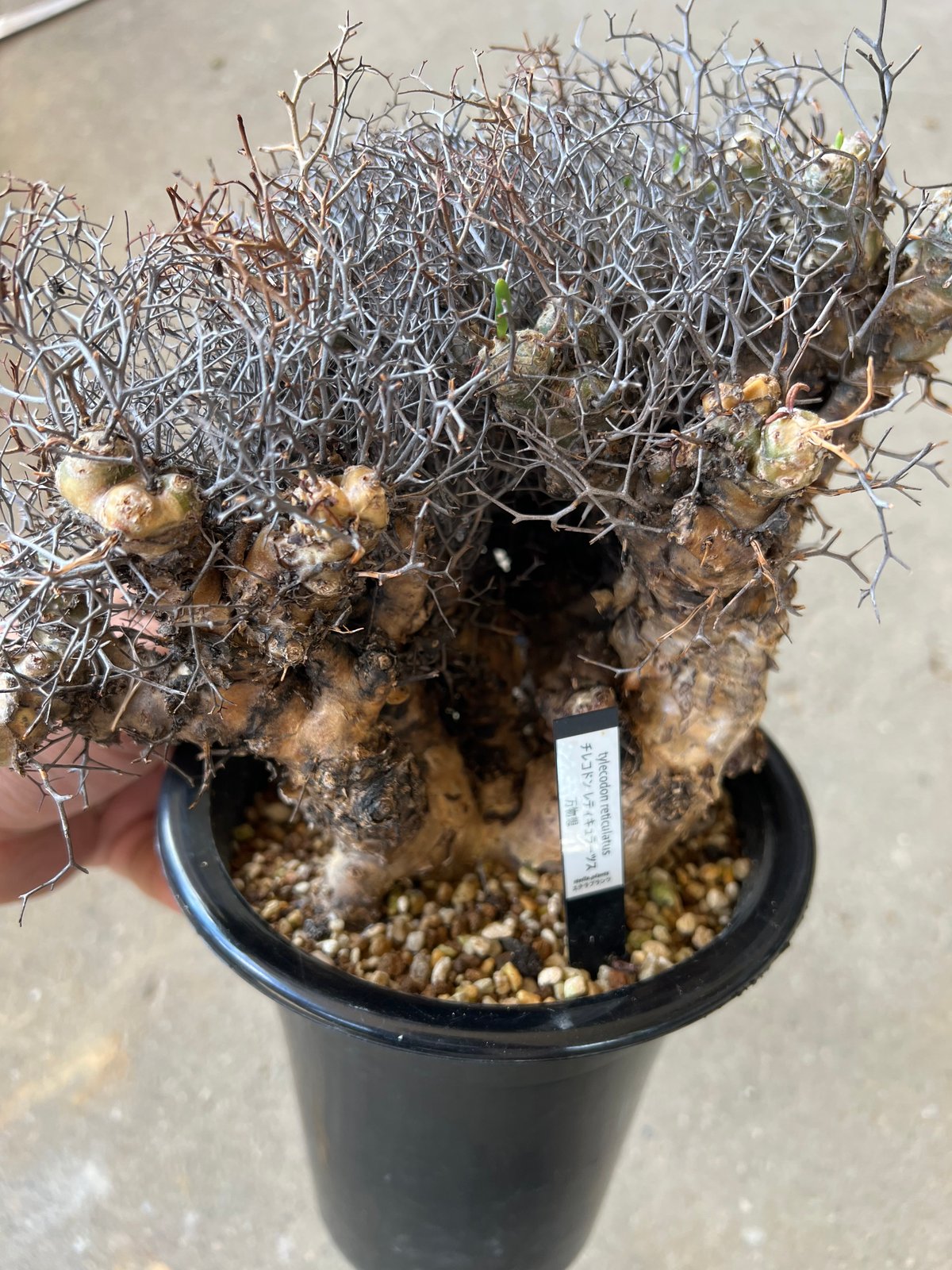 チレコドン レティキュラーツス 万物想 ④ 塊根幅約20センチ特大アフロ