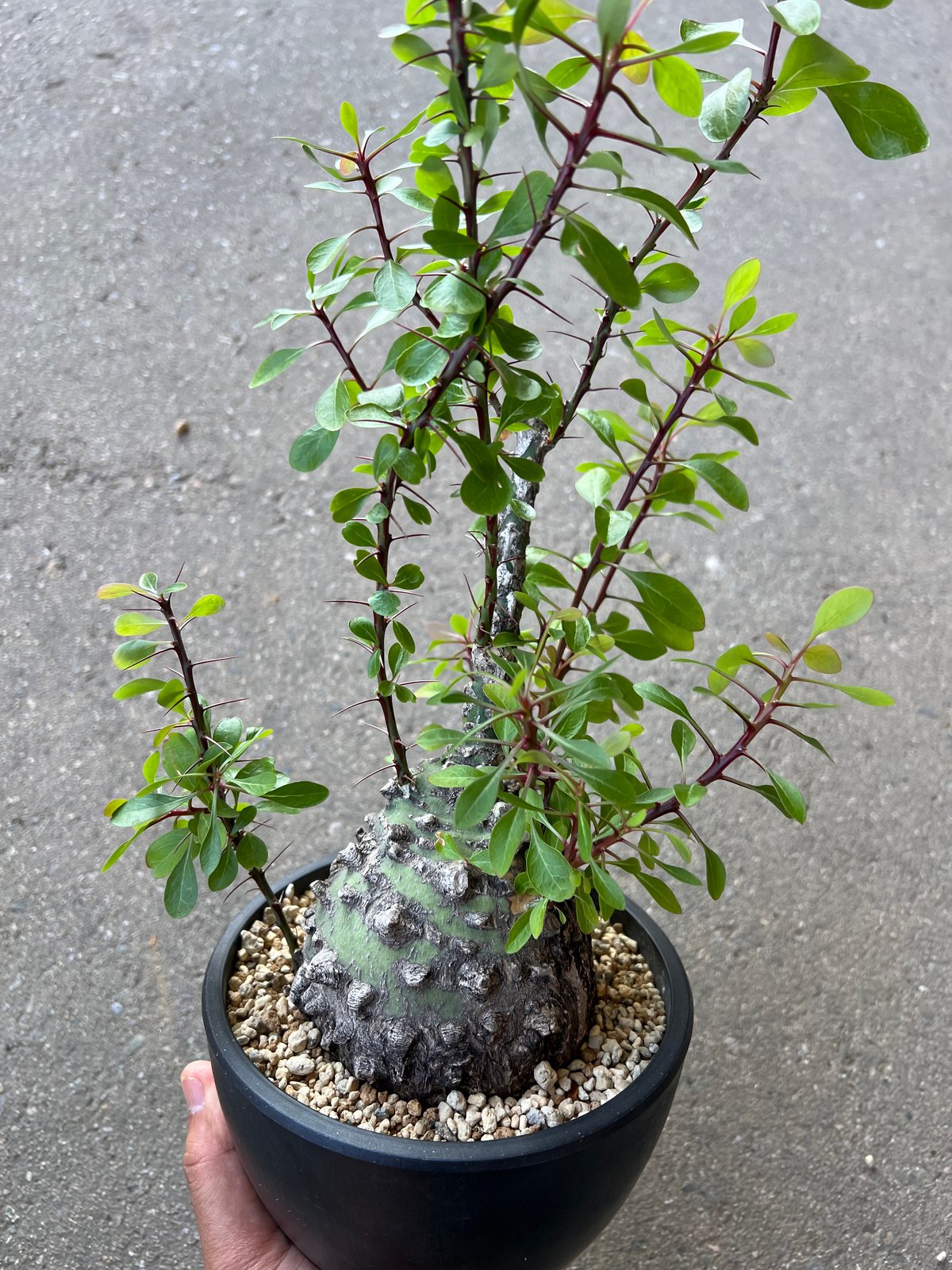 フォークイエリア ファシクラータ 実生苗 ① 多肉植物