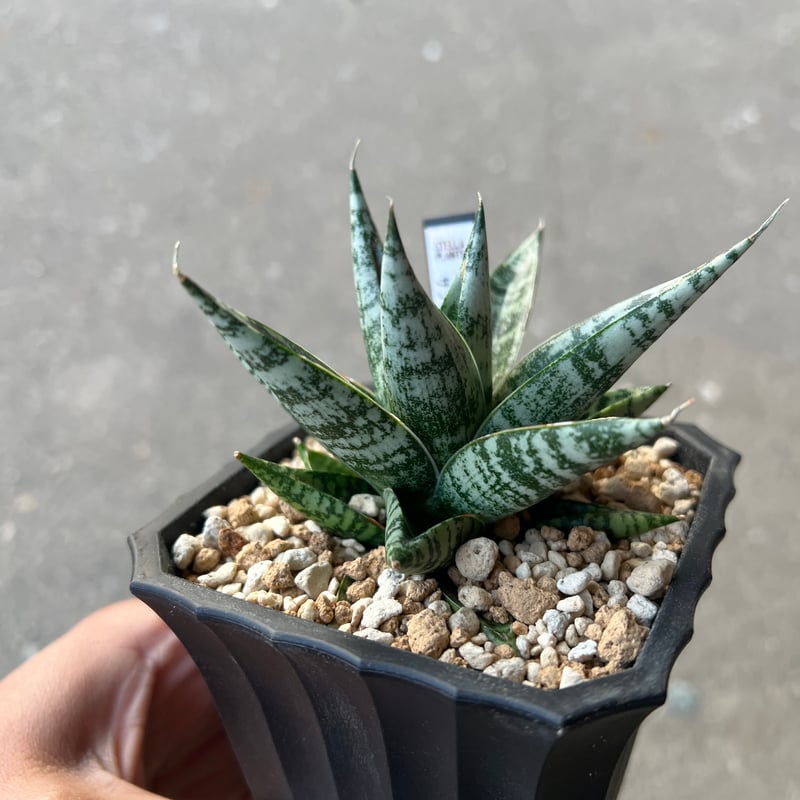 【特白美肌　サンスベリア・ゼブラ】発根済み　超希少です。 サンセベリア ゼブラ | STELLA.PLANTS
