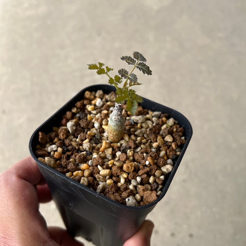 ボスウェリア　サクラ　現物 ボスウェリア サクラ (実生苗)「 Boswellia Sacra」4/12-279 | SH