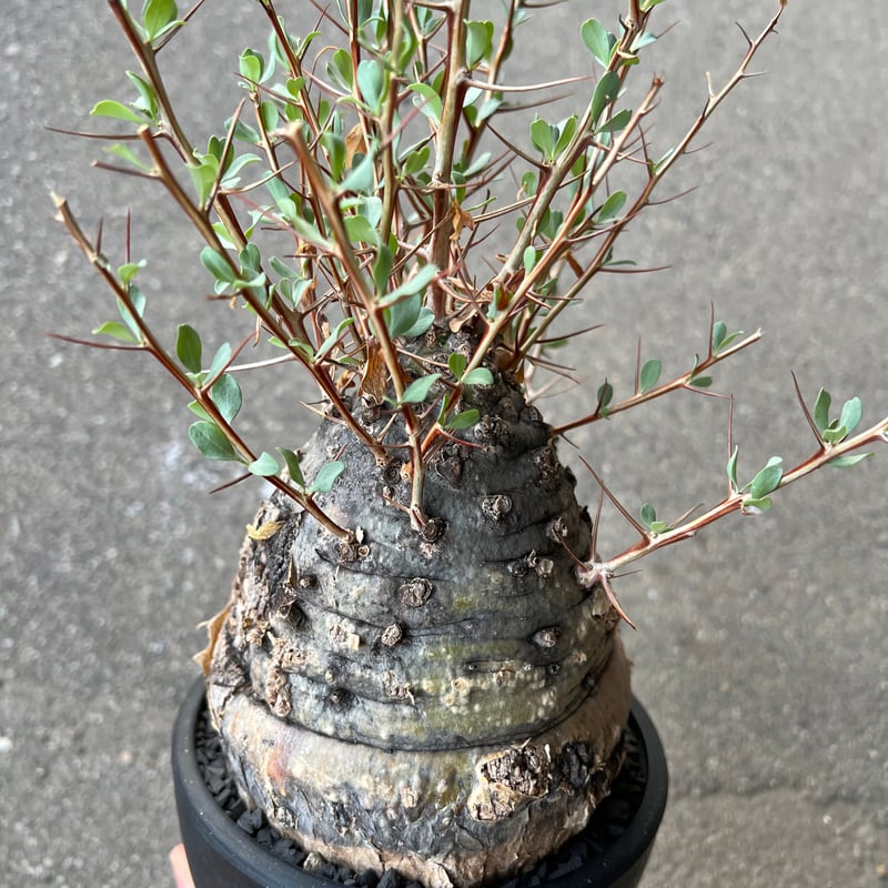 フォークイエリア コルムナリス 観峰玉 | STELLA.PLANTS