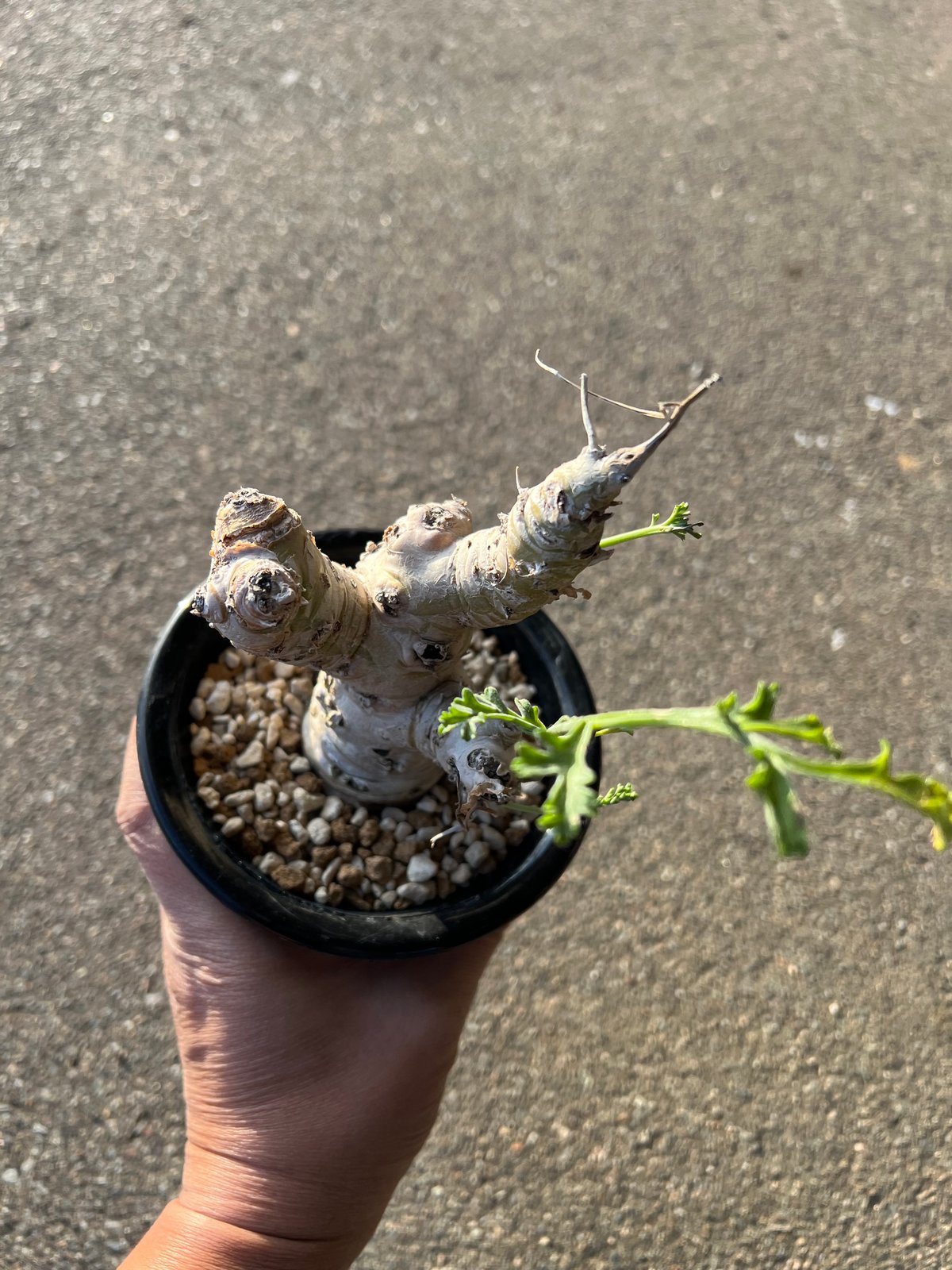 ペラルゴニウム セラトフィルム | STELLA.PLANTS