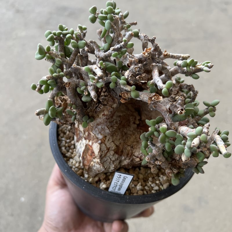 ケラリア ピグマエア | STELLA.PLANTS ケラリア ピグマエア | STELLA.PLANTS