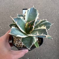 【高騰品種】1 白鯨錦 × ジャガーノート hyb アガベ チタノタ アガベ チタノタ ジャガーノート錦1 | STELLA.PLANTS