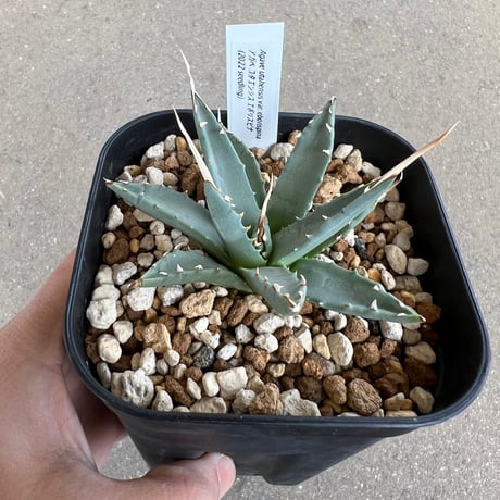 アガベ コレクション整理 CATEGORY アガベ | STELLA.PLANTS