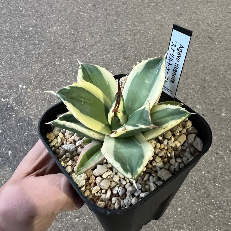 アガベ チタノタ スナグルトゥース 2 | STELLA.PLANTS