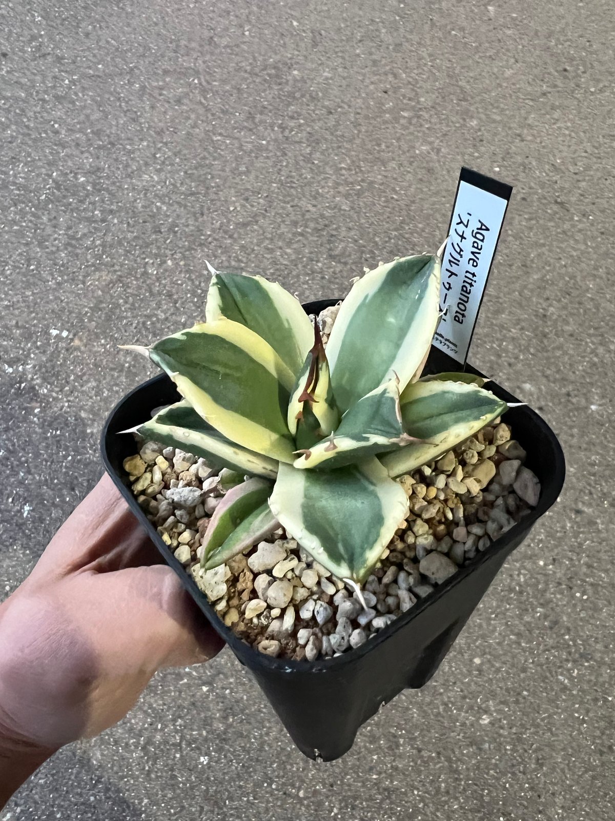 アガベ チタノタ スナグルトゥース 2 | STELLA.PLANTS