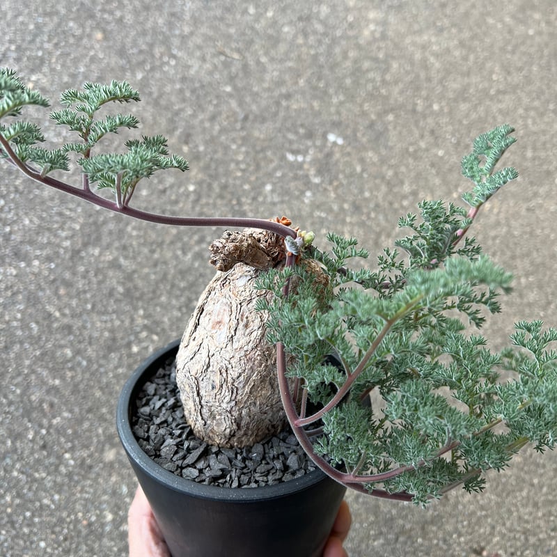 ペラルゴニウム トリステ | STELLA.PLANTS