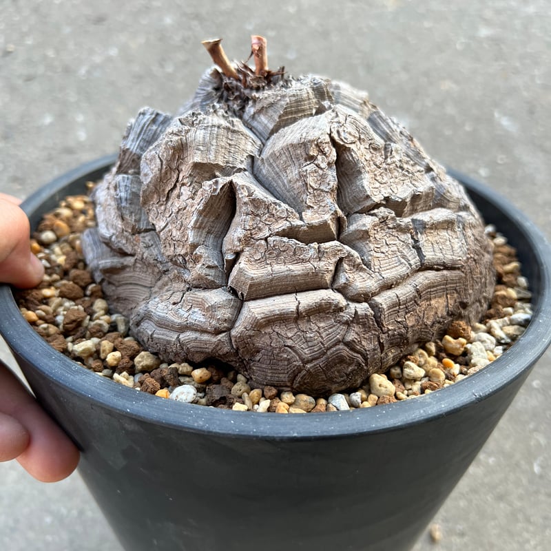 亀甲竜（ディオスコレア・エレファンティペス） 実生5年 実生株5年育成！大株ディオスコレア エレファンティペス 亀甲竜