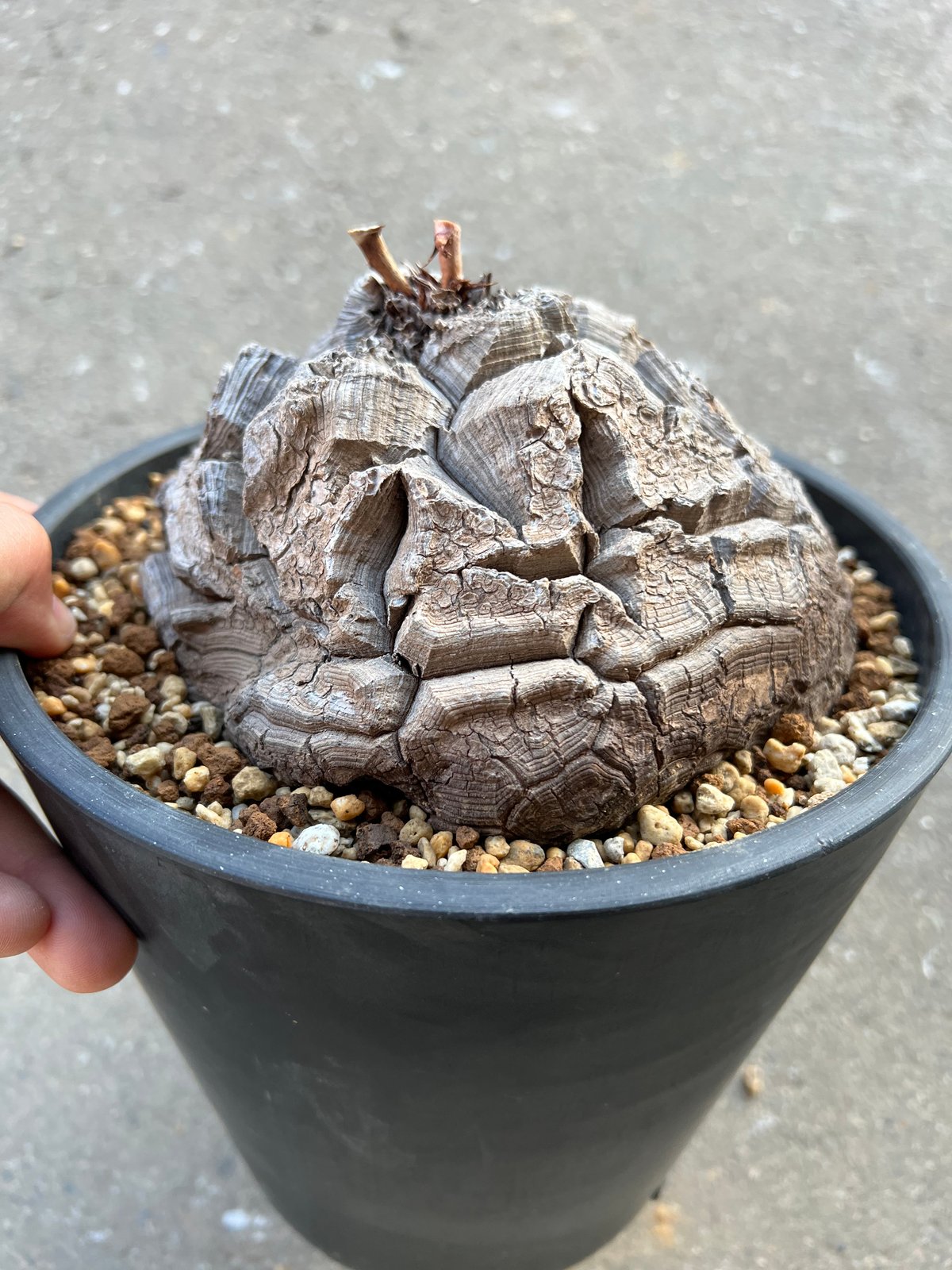 アフリカ亀甲竜 6寸4 | STELLA.PLANTS アフリカ亀甲竜 6寸4 | STELLA.PLANTS