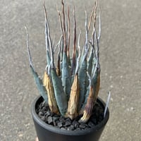 ユタエンシス エボリスピナ