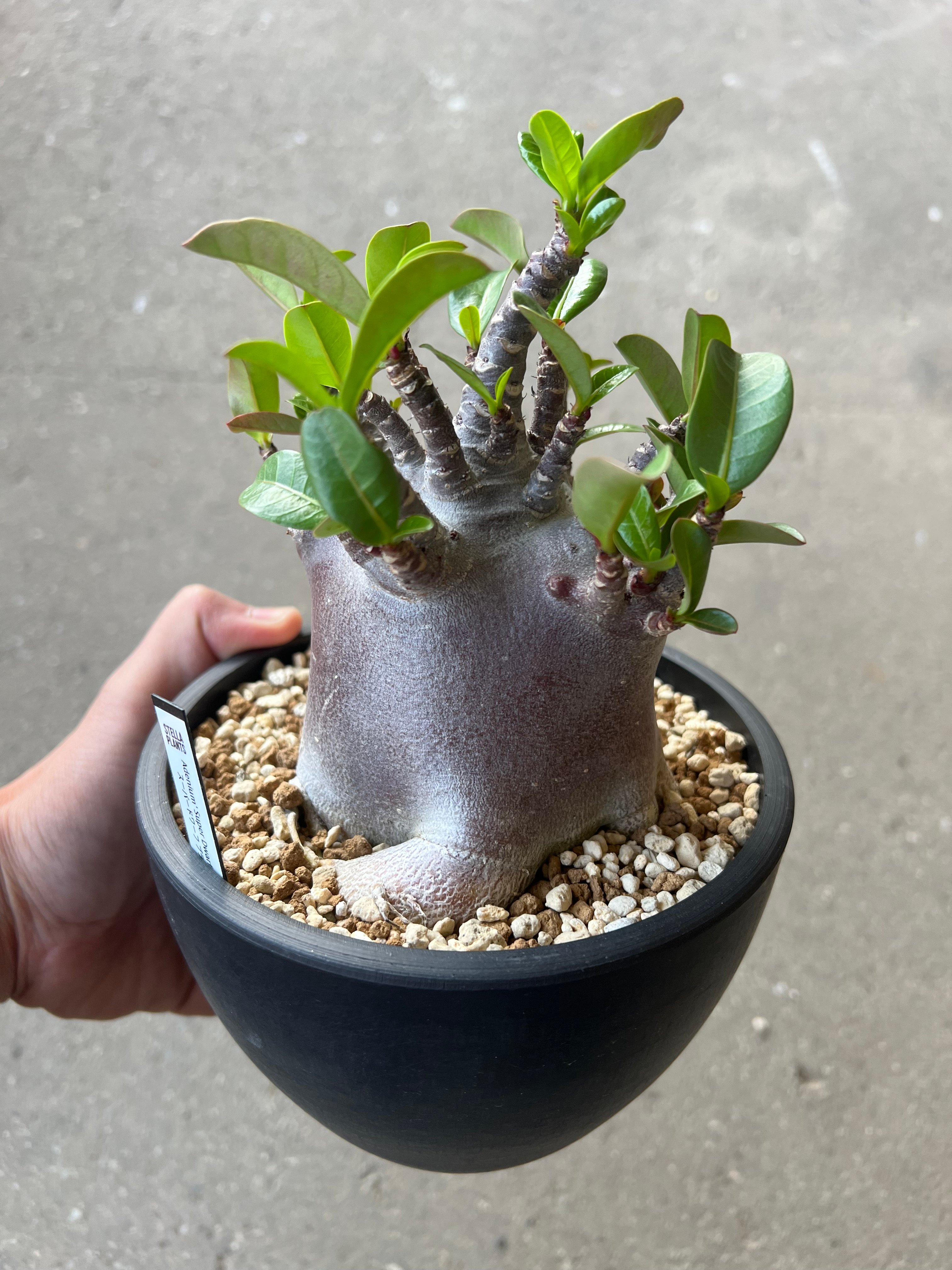 アデニウム アラビカム ブラックスキン1 | STELLA.PLANTS