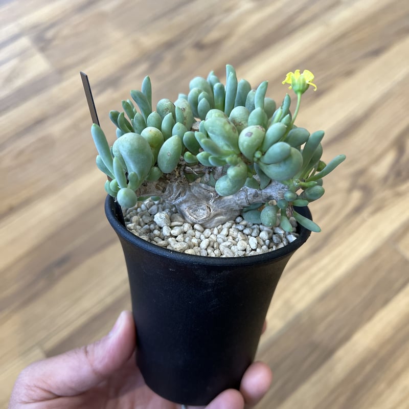 オトンナ クラビフォリア | STELLA.PLANTS オトンナ クラビフォリア | STELLA.PLANTS