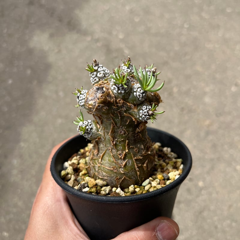 チレコドン　ペアルソニー　鉢ごと チレコドン・ペアルソニー | 多肉植物・特別な鉢の販売