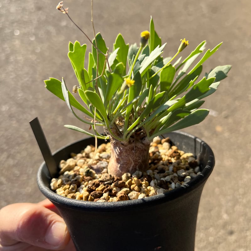 オトンナ スタインコフ×ユーフォルビオイデス | STELLA.PLANTS