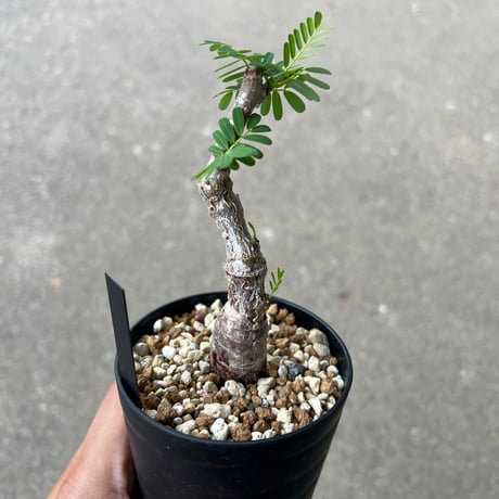 センナ メリディオナリス1