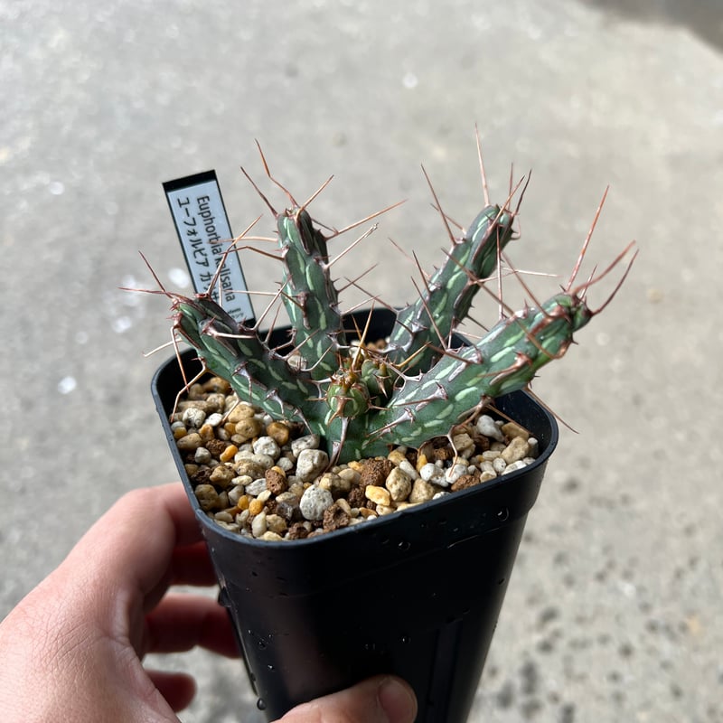 ユーフォルビアブルアナ①【実生苗】