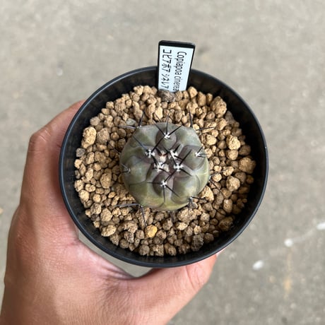elle plant　グロリオーサム　斑入り　ミドルカット発根済み elle plant グロリオーサム 斑入り ミドルカット発根済み Yahoo