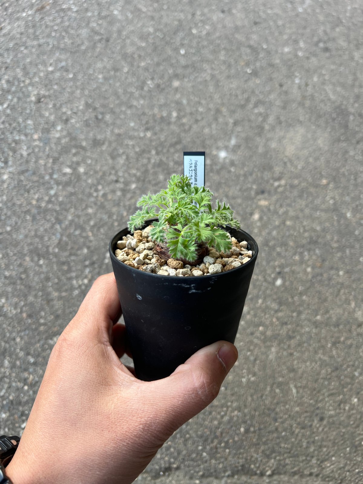 ペラルゴニウム・アッペンディクラツム ペラルゴニウム アッペンディクラツム【585】 | PROTOLEAF プロトリーフ