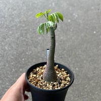 アデニア グラウカ6
