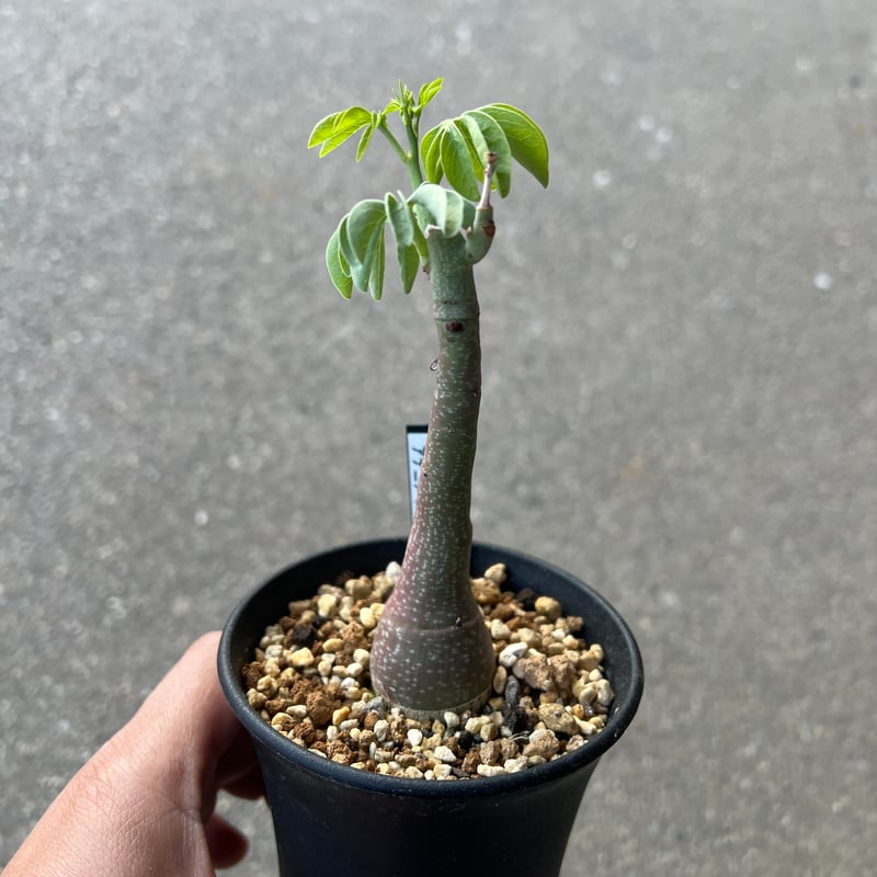 アデニアグラウカ アデニア グラウカ6 | STELLA.PLANTS